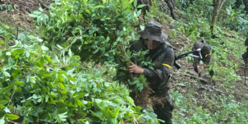 Ejército de Guatemala localiza y erradica plantaciones de hoja de coca en Alta Verapaz. / Foto: Ejército Archivo.