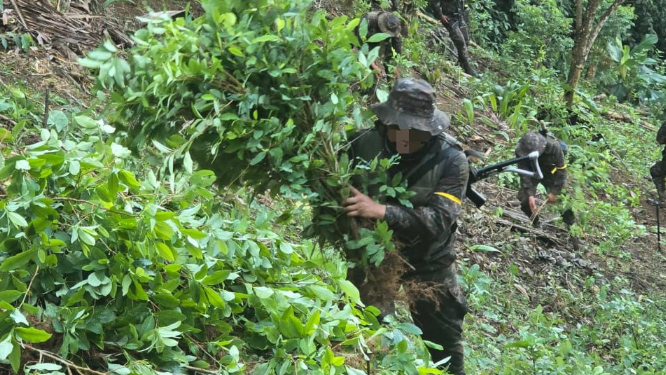 Ejército de Guatemala localiza y erradica plantaciones de hoja de coca en Alta Verapaz. / Foto: Ejército Archivo.
