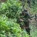 Ejército de Guatemala localiza y erradica plantaciones de hoja de coca en Alta Verapaz. / Foto: Ejército Archivo.