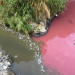 Coloración rosada en el río Las Vacas./Foto: Edwin Castellanos.