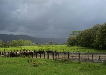 El MAGA mantiene el monitoreo de 131 municipios de 18 departamentos ante el pronóstico de temperaturas elevadas y lluvias irregulares. / Foto: MAGA