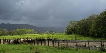 El MAGA mantiene el monitoreo de 131 municipios de 18 departamentos ante el pronóstico de temperaturas elevadas y lluvias irregulares. / Foto: MAGA