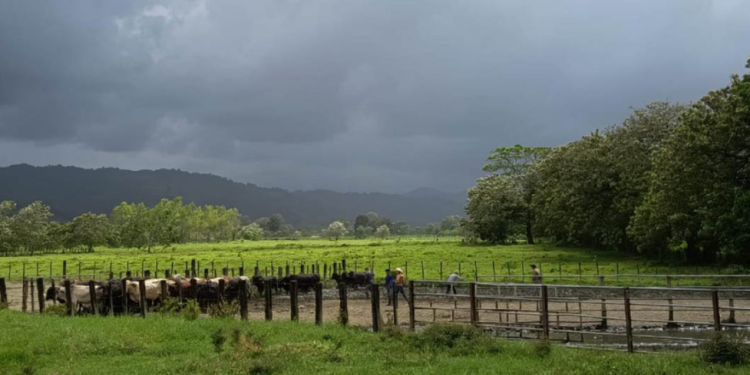 El MAGA mantiene el monitoreo de 131 municipios de 18 departamentos ante el pronóstico de temperaturas elevadas y lluvias irregulares. / Foto: MAGA