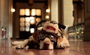 Junior, el perro rescatista que visitó el Palacio Nacional de la Cultura./Foto: Noé Pérez.