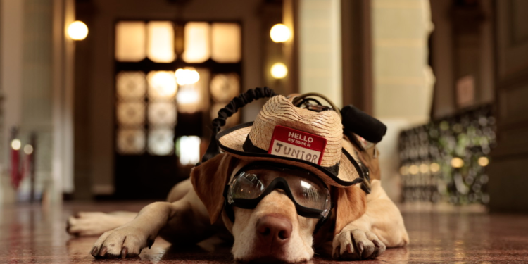 Junior, el perro rescatista que visitó el Palacio Nacional de la Cultura./Foto: Noé Pérez.