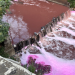 Coloración rosada en el río Las Vacas./Foto: Edwin Castellanos.