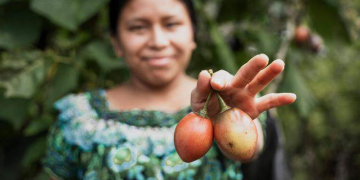 Proyecto B'anla Chiko'm, buena cosecha./Foto: MAGA.