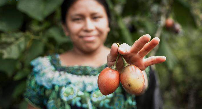 Proyecto B'anla Chiko'm, buena cosecha./Foto: MAGA.