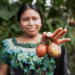 Proyecto B'anla Chiko'm, buena cosecha./Foto: MAGA.