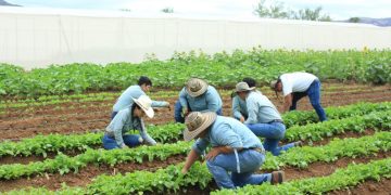 Refuerzan vigilancia nutricional ante los efectos de la sequía