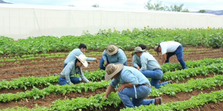 Refuerzan vigilancia nutricional ante los efectos de la sequía