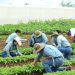 Refuerzan vigilancia nutricional ante los efectos de la sequía