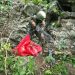 Ejército de Guatemala decomisa arsenal en zona fronteriza de Huehuetenango