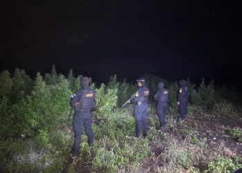 El hallazgo se produjo durante un operativo desarrollado por agentes antinarcóticos, como parte de las acciones para detectar y eliminar cultivos utilizados para la producción de drogas / Foto: PNC
