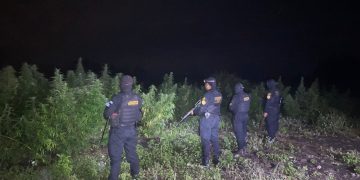 El hallazgo se produjo durante un operativo desarrollado por agentes antinarcóticos, como parte de las acciones para detectar y eliminar cultivos utilizados para la producción de drogas / Foto: PNC