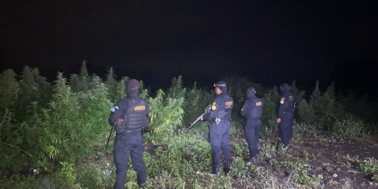 El hallazgo se produjo durante un operativo desarrollado por agentes antinarcóticos, como parte de las acciones para detectar y eliminar cultivos utilizados para la producción de drogas / Foto: PNC