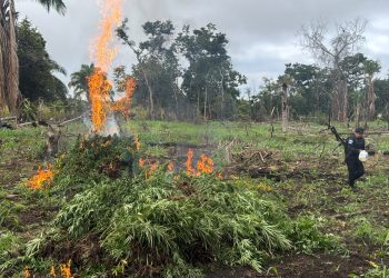Plantación de 18 mil 700 matas de marihuana en un área montañosa de Las Cruces, Petén. / Foto: PNC