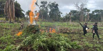 Plantación de 18 mil 700 matas de marihuana en un área montañosa de Las Cruces, Petén. / Foto: PNC