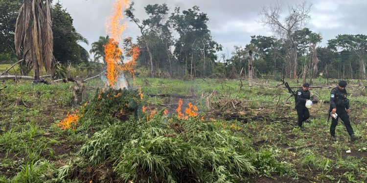 Plantación de 18 mil 700 matas de marihuana en un área montañosa de Las Cruces, Petén. / Foto: PNC
