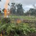 Plantación de 18 mil 700 matas de marihuana en un área montañosa de Las Cruces, Petén. / Foto: PNC