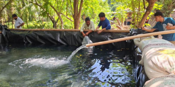 Entregados más de 24 mil alevines de tilapia para impulsar la producción familiar
