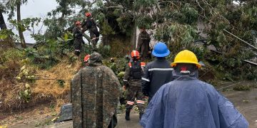 Personal con cascos y equipo de protección trabaja en el retiro de un árbol caído junto a una calle.