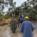 Personal con cascos y equipo de protección trabaja en el retiro de un árbol caído junto a una calle.