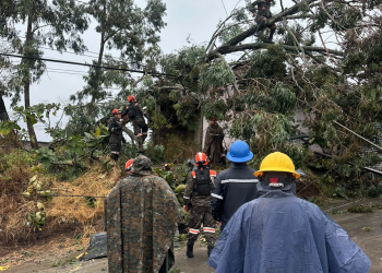 Personal con cascos y equipo de protección trabaja en el retiro de un árbol caído junto a una calle.