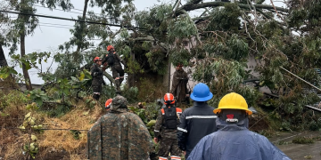 Personal con cascos y equipo de protección trabaja en el retiro de un árbol caído junto a una calle.