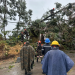 Personal con cascos y equipo de protección trabaja en el retiro de un árbol caído junto a una calle.