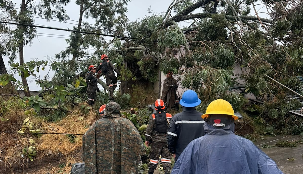 Personal con cascos y equipo de protección trabaja en el retiro de un árbol caído junto a una calle.