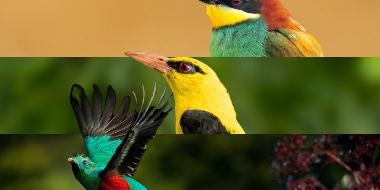 Guatemala destaca por su riqueza de aves migratorias y su conservación