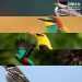 Guatemala destaca por su riqueza de aves migratorias y su conservación