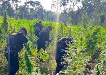 PNC erradica más de 34 mil matas de marihuana en Petén y Totonicapán