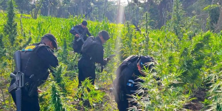 PNC erradica más de 34 mil matas de marihuana en Petén y Totonicapán