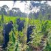 PNC erradica más de 34 mil matas de marihuana en Petén y Totonicapán