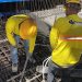 Puente Corozal alcanza su última fundición y avanza hacia su culminación