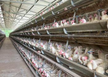 MAGA ha realizado 43 muestras para análisis microbiológicos de residuos para huevos. / Foto: MAGA.