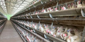 MAGA ha realizado 43 muestras para análisis microbiológicos de residuos para huevos. / Foto: MAGA.