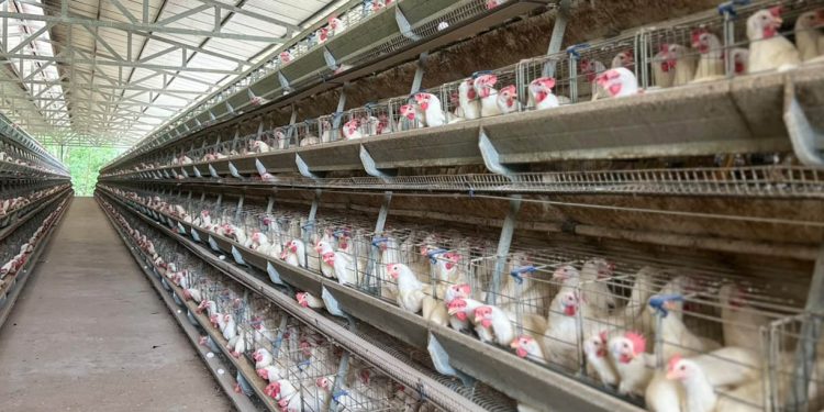 MAGA ha realizado 43 muestras para análisis microbiológicos de residuos para huevos. / Foto: MAGA.