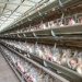 MAGA ha realizado 43 muestras para análisis microbiológicos de residuos para huevos. / Foto: MAGA.