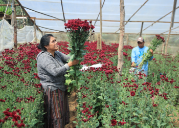 Guatemala logra que crisantemos accedan al mercado de Estados Unidos sin restricción por roya blanca